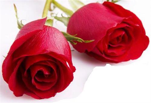 امیر&nbsp;سامانی