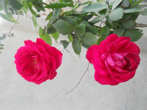 ehssan6948&nbsp;kazemi