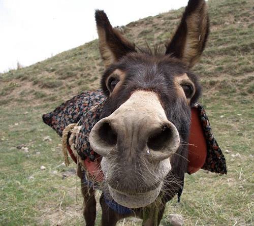 ardabilinin babasi&nbsp;اردبیلینین باباسی