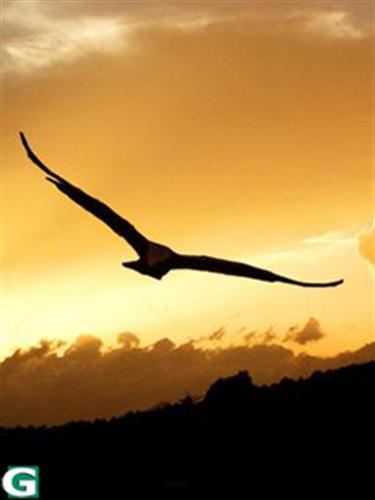 amir hossein&nbsp;aidin