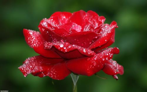 fereshteh&nbsp;fallah