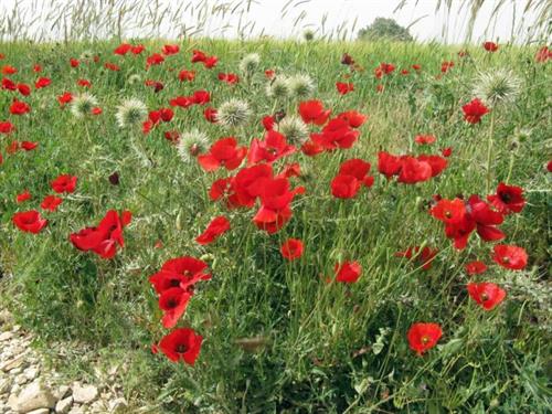 شعیب&nbsp;فریادی