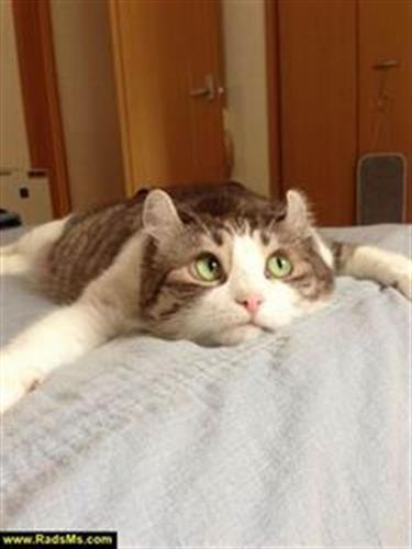 نیما&nbsp;اشکانی