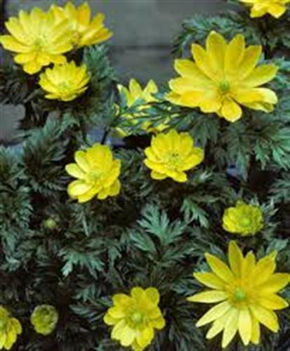 آراد آمایشگران آدونیس&nbsp;آقای زمانی