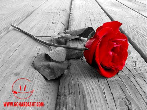 farideh&nbsp;farideh