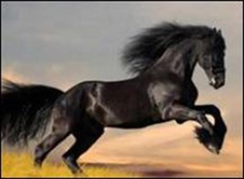 saniya&nbsp;mohammadi