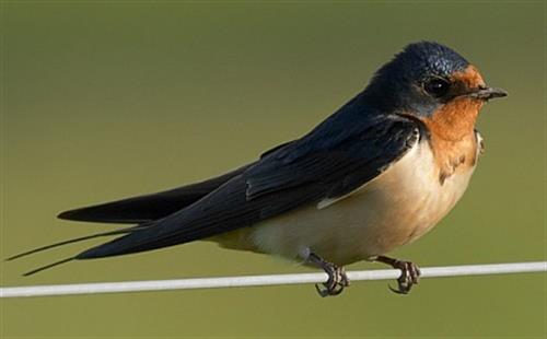 parastoo&nbsp;asemani