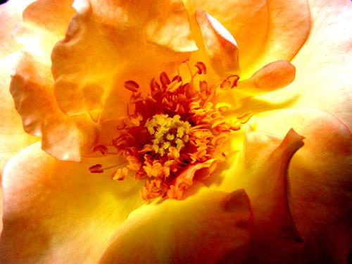 faramarz&nbsp;moradi