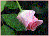 hamed