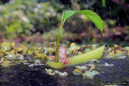 پرستو&nbsp;راد