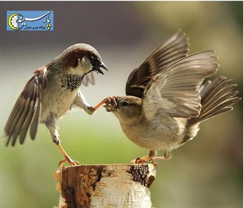 hessam&nbsp;kheradyar