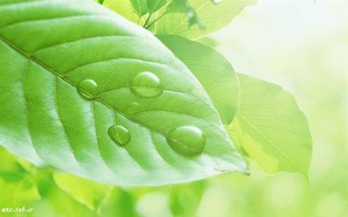 mojtaba&nbsp;kohsari