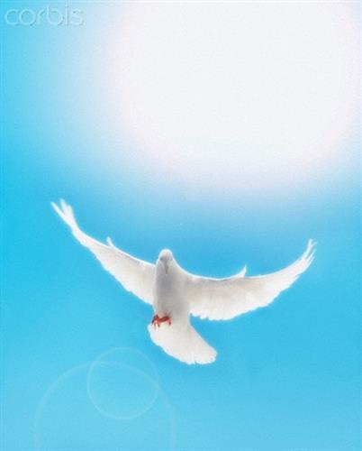 mehrdad &nbsp;saeedi