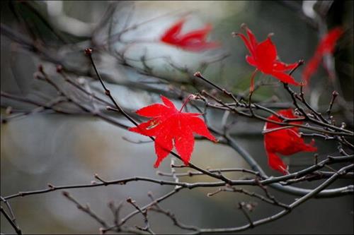 mahdis&nbsp;nikbakht