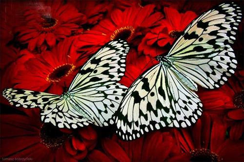 ریحانه&nbsp;جوادی