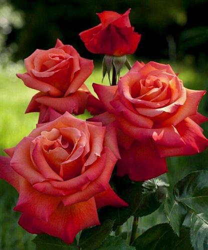 reza&nbsp;mohammaditabar