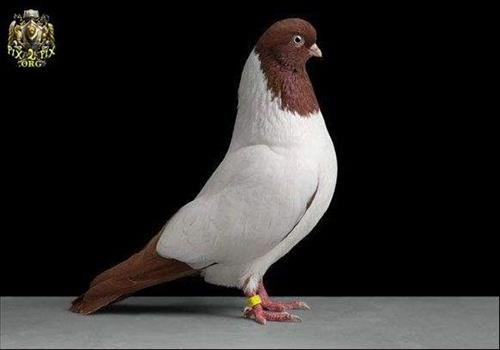 masoud&nbsp;masoud_sma