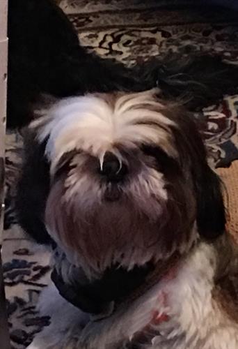 مسعود&nbsp;رضائيان