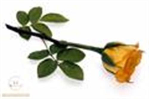 navid.b&nbsp;akbari51