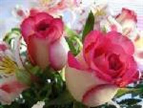 zzeynab&nbsp;sallare