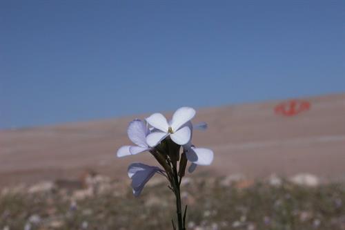 sead abdollah&nbsp;mossavi