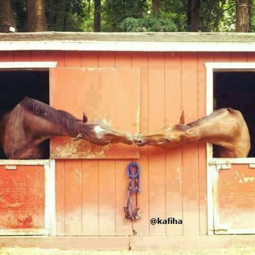 سینا&nbsp;پرهام