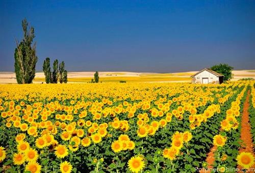 siavash&nbsp;sarmadi