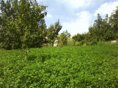 mohammad&nbsp;kamali