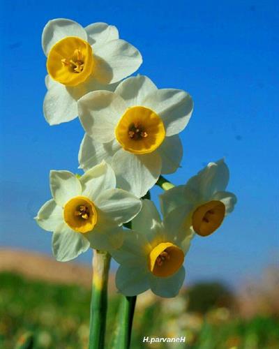 مهین&nbsp;سروش پور