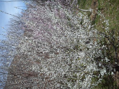 mohammadreza&nbsp;rezai