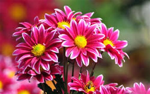 سمانه&nbsp;مبارکی