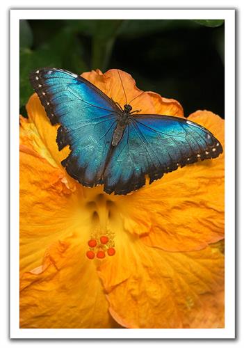 amiromidi1360&nbsp;amiri tiyam