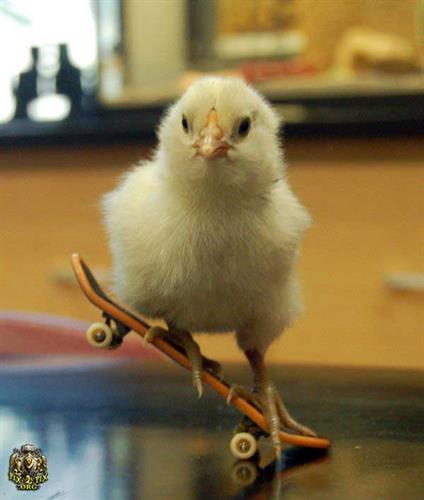 arman&nbsp;radmanesh