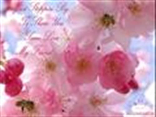 nasim.s.a&nbsp;alipur