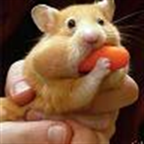 mehrdad&nbsp;khodakareimi