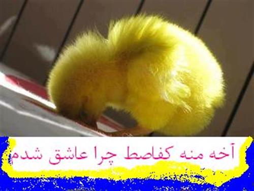 parasto&nbsp;mohajer