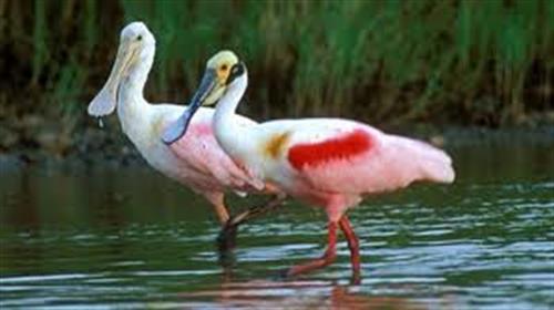 amir &nbsp;zarafshan