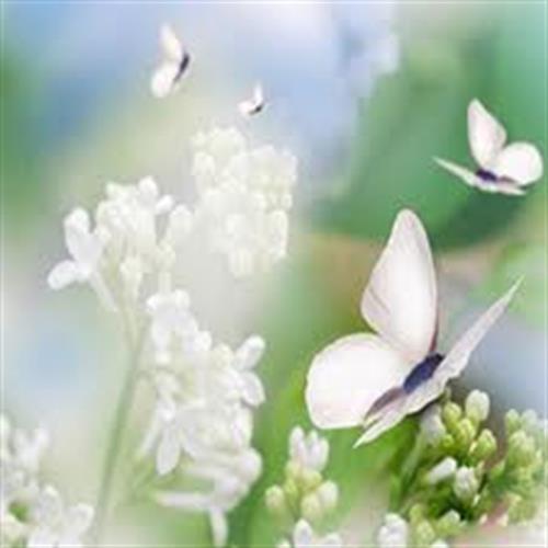 پروانه&nbsp;فلاح