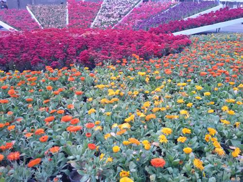 رضا&nbsp;علوی