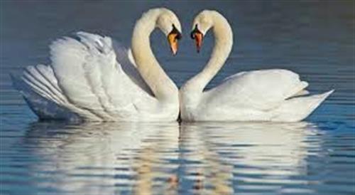 محمد&nbsp;عبادی