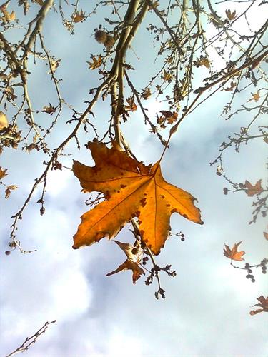 عسل&nbsp;مهدوی