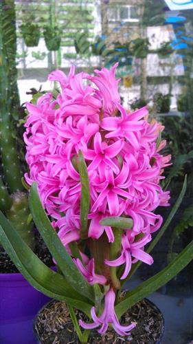 بیتا&nbsp;لنج