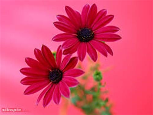 soheal&nbsp;mohamadi