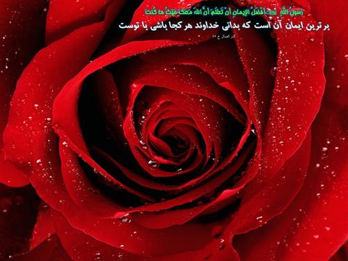 mehrgan1055&nbsp;soltani