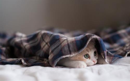 ننه نقلی &nbsp;ریز نقش