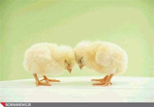 maryam&nbsp;farhadzadeh