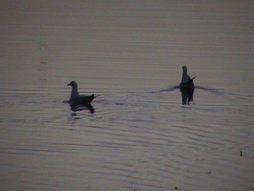 مجید&nbsp;حسنی