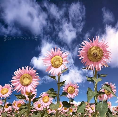 سعید&nbsp;......