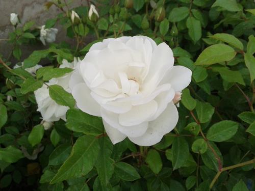 عیسی&nbsp;جوانبخش