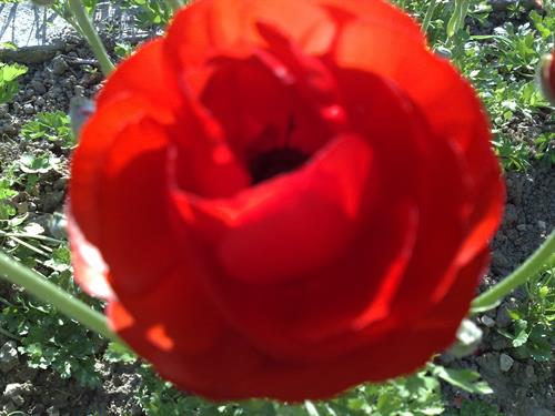 نازنین&nbsp;nn